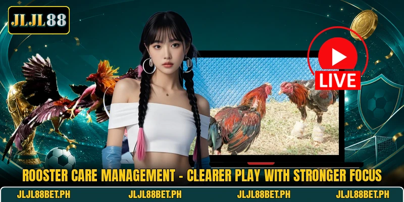 Rooster Care Management - Clearer Play With Stronger Focus Rooster Care Management - Clearer Play With Stronger Focus